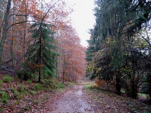 Forêt_domaniale_de_La_Petite-Pierre_Sud_(1)