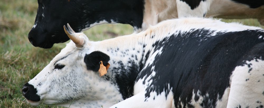 Vache vosgienne, symbole des paysages et de l’identité du massif