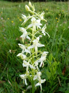 Platanthera_bifolia_(massif_des_Vosges)