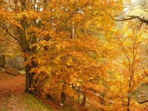 Flaming_beech_in_a_forest_in_Alsace