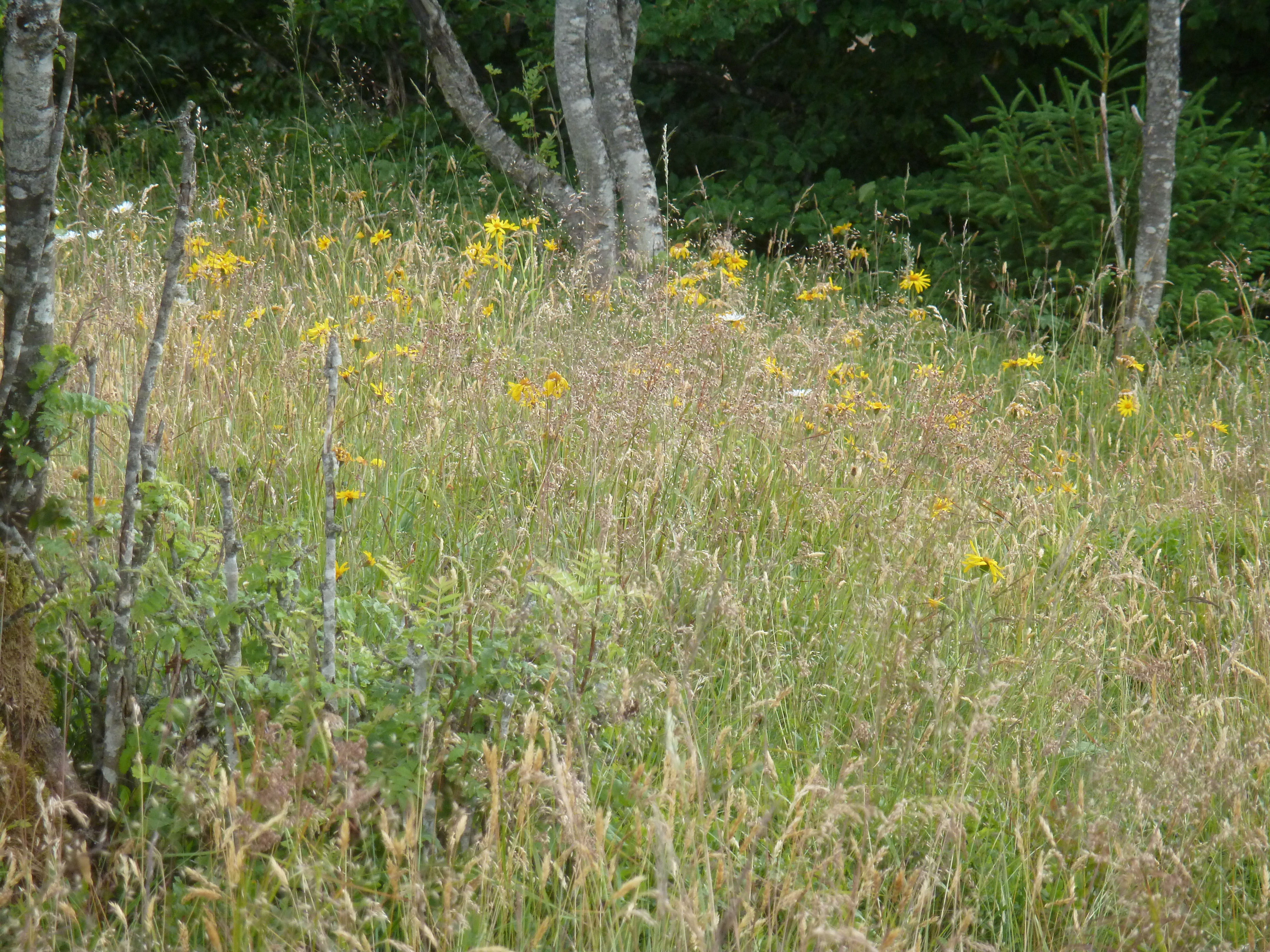 Forêt vosgienne, habitat d’une biodiversité fragile