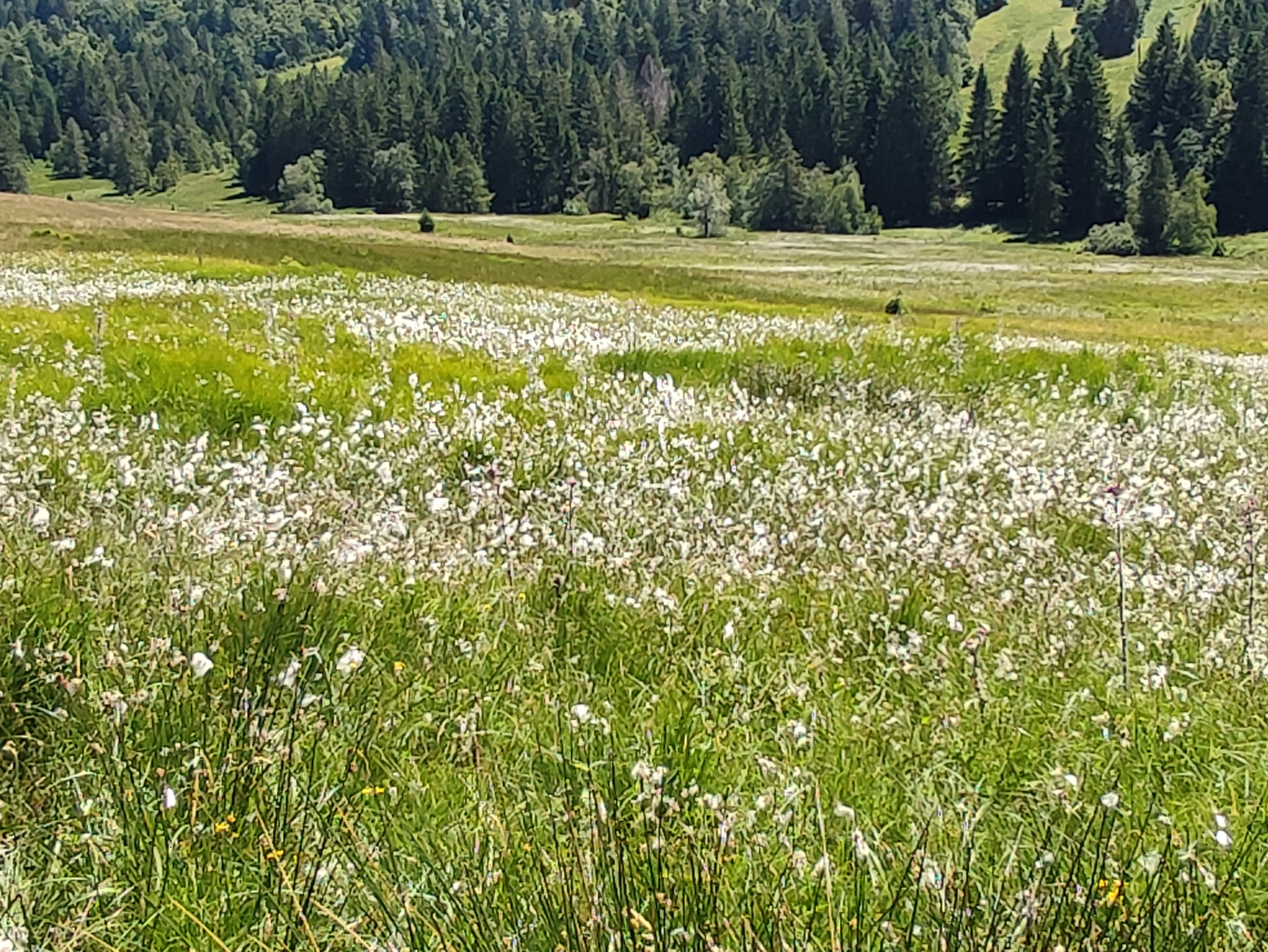 Prairie fleurie et forêt dans le Massif des Vosges